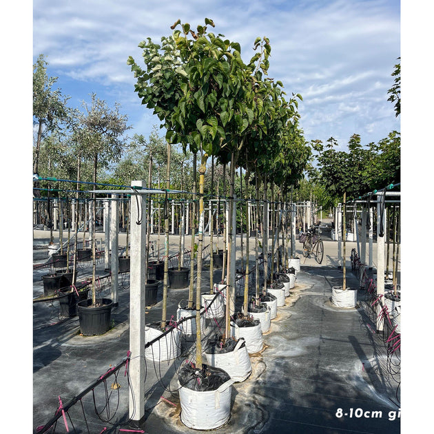 Syringa vulgaris 'Madame Lemoine' Tree