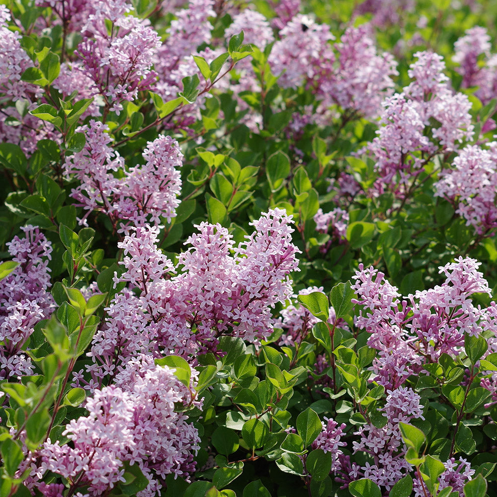 Syringa meyeri Palibin pink flowering dwarf Lilac