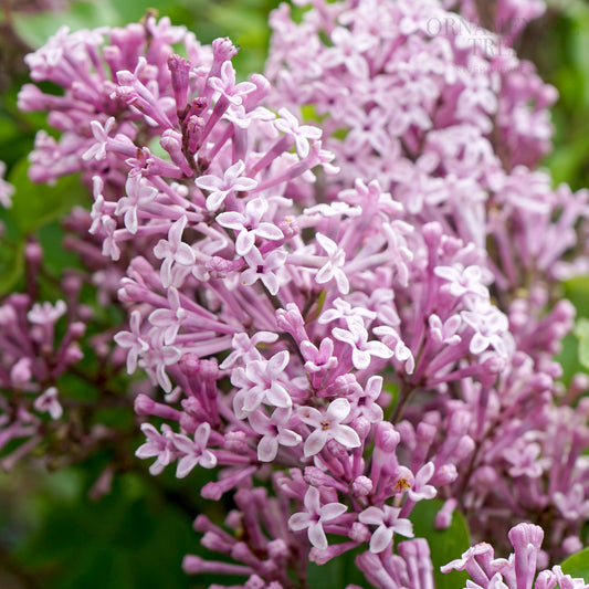 Syringa meyeri 'Palibin' Lilac tree