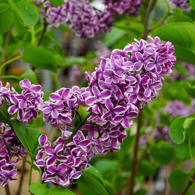 Syringa 'Sensation'