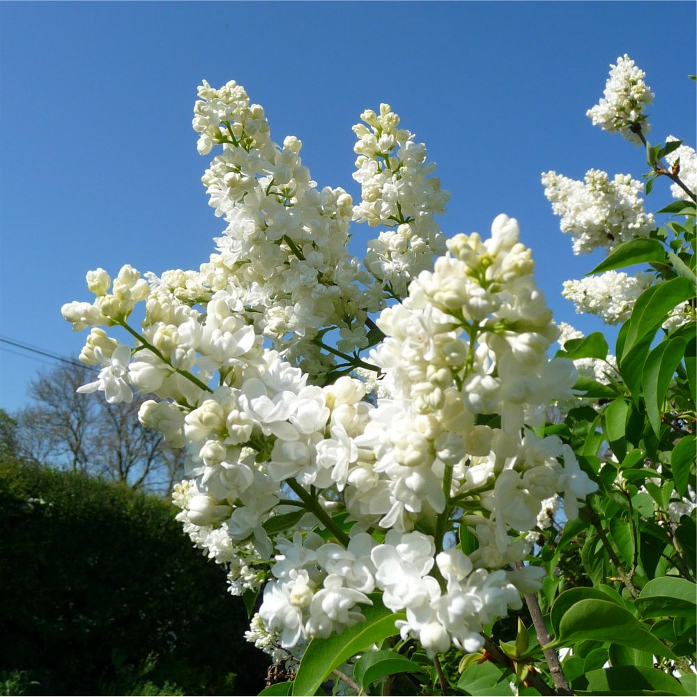Lilac Trees & Bushes | Syringa For Sale | Ornamental Trees