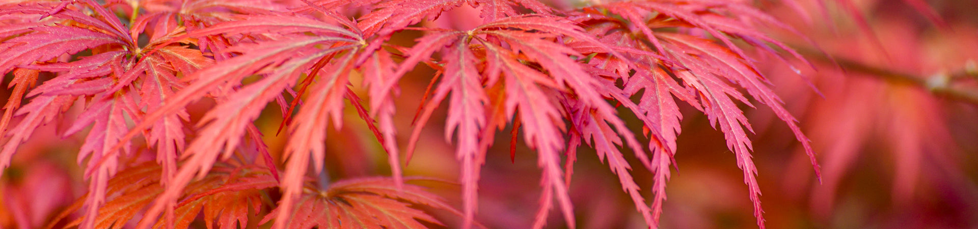 Red Maple leaves on branch