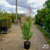 Tamarix ramosissima 'Pink Cascade' Shrub