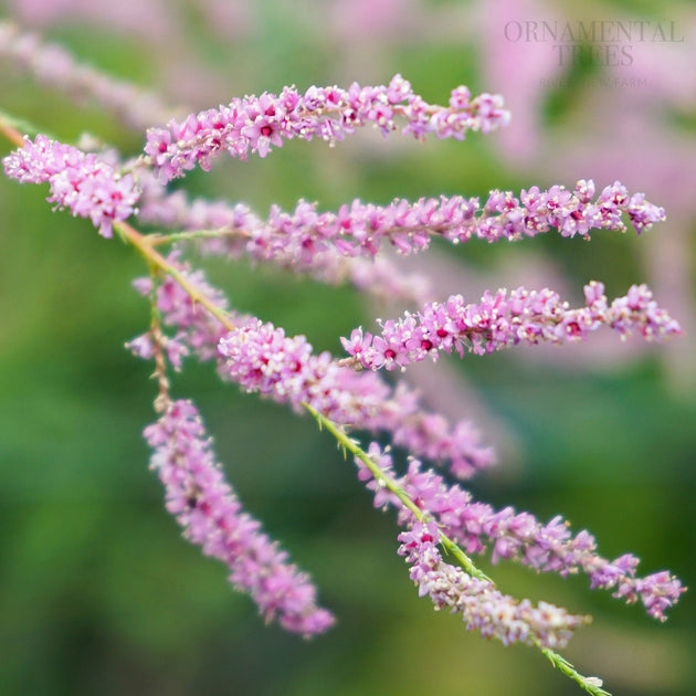 Tamarix ramosissima 'Pink Cascade' flowers
