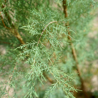 Tamarix ramosissima 'Pink Cascade' foliage