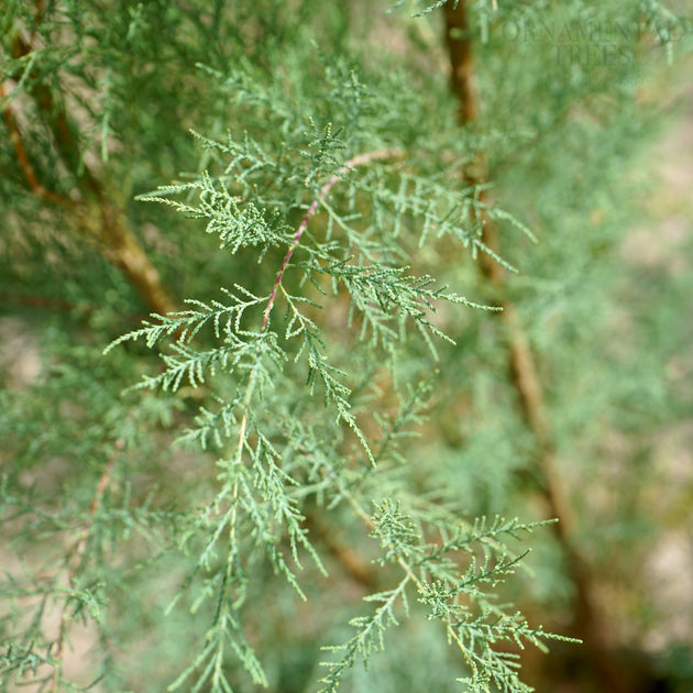 Tamarix ramosissima 'Pink Cascade' foliage