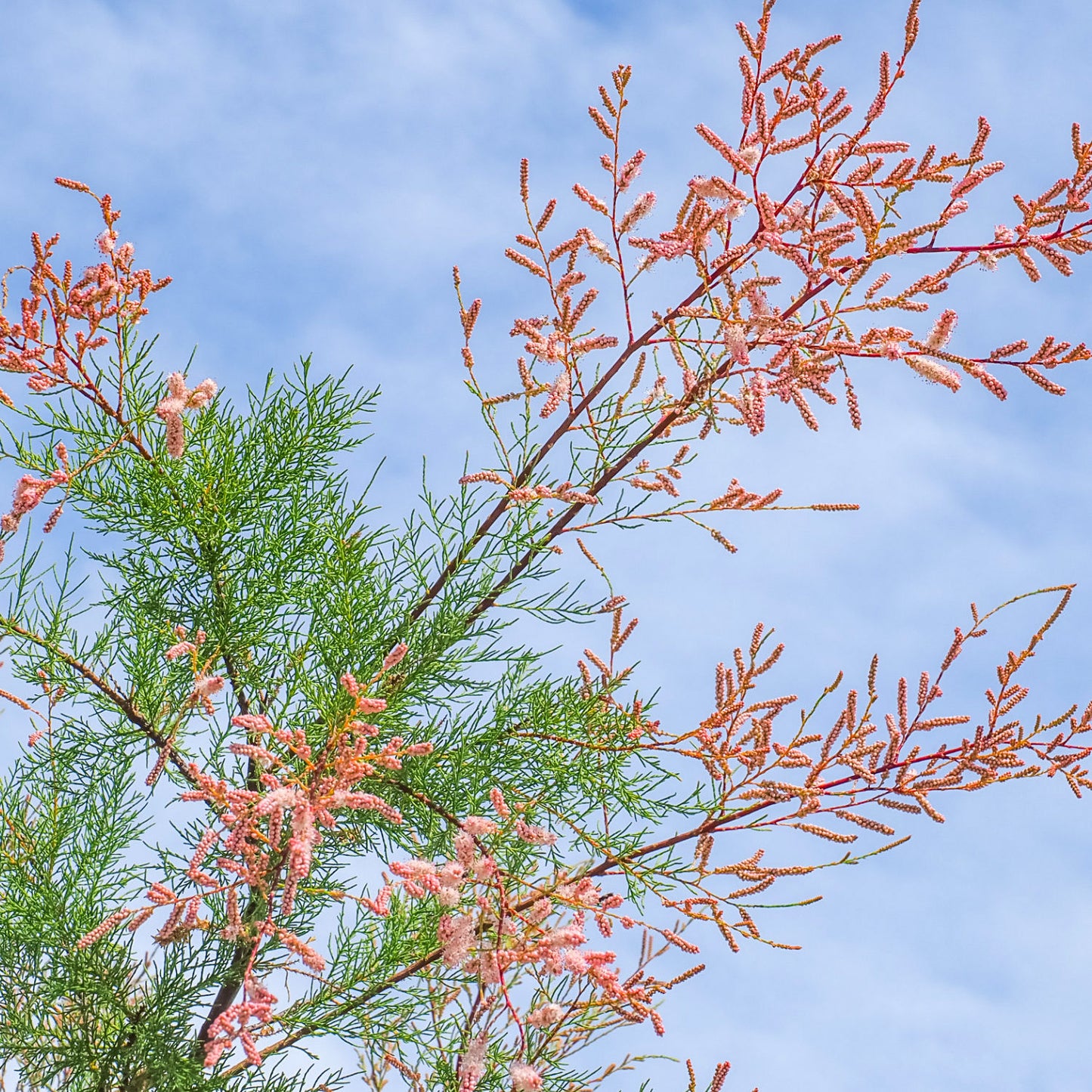 Tamarix ramosissima 'Pink Cascade' Shrub