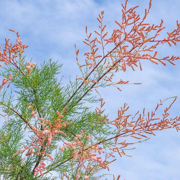Tamarix ramosissima 'Pink Cascade' Shrub