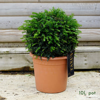 English Yew Topiary Ball
