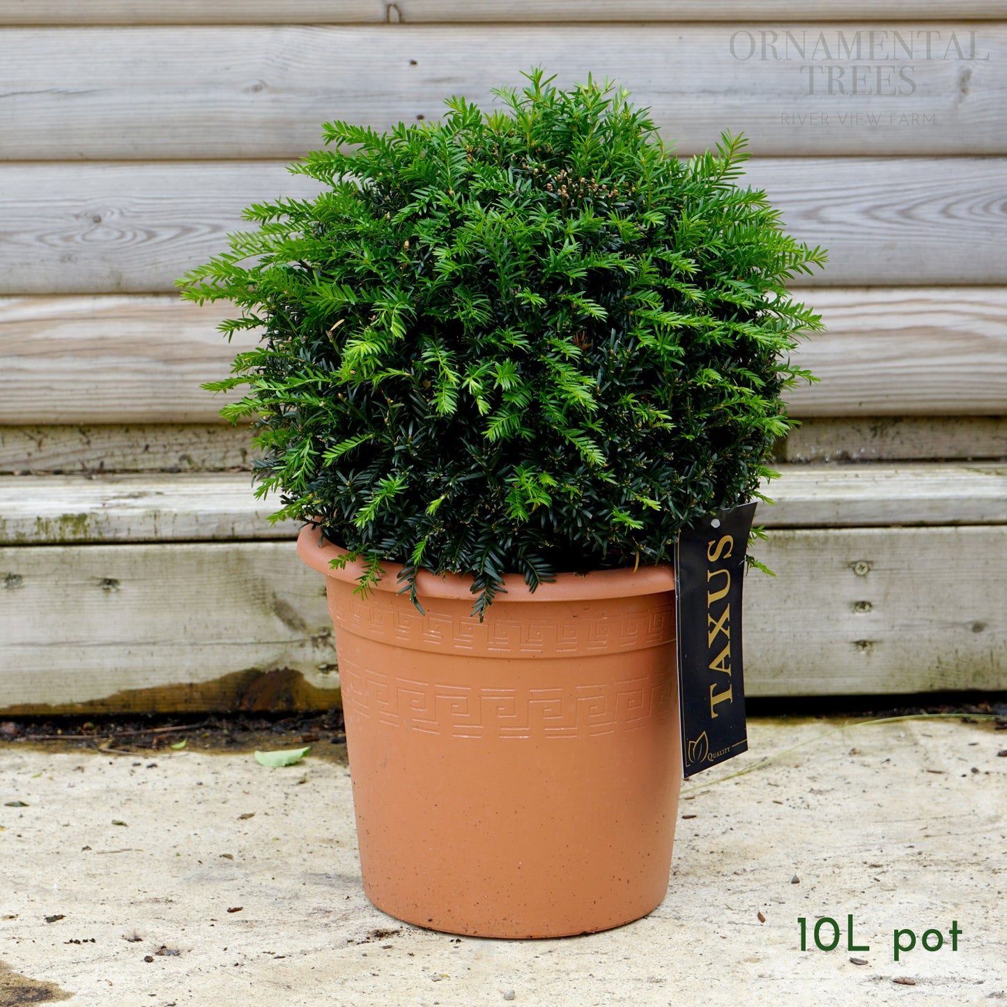 English Yew Topiary Ball
