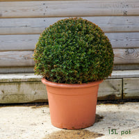 English Yew Topiary Ball