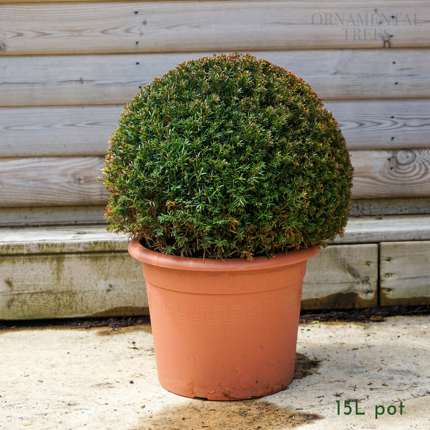 English Yew Topiary Ball