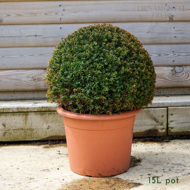 English Yew Topiary Ball