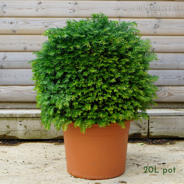 English Yew Topiary Ball