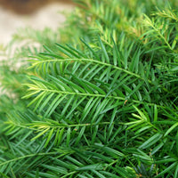 Taxus Baccata 55cm Ball foliage