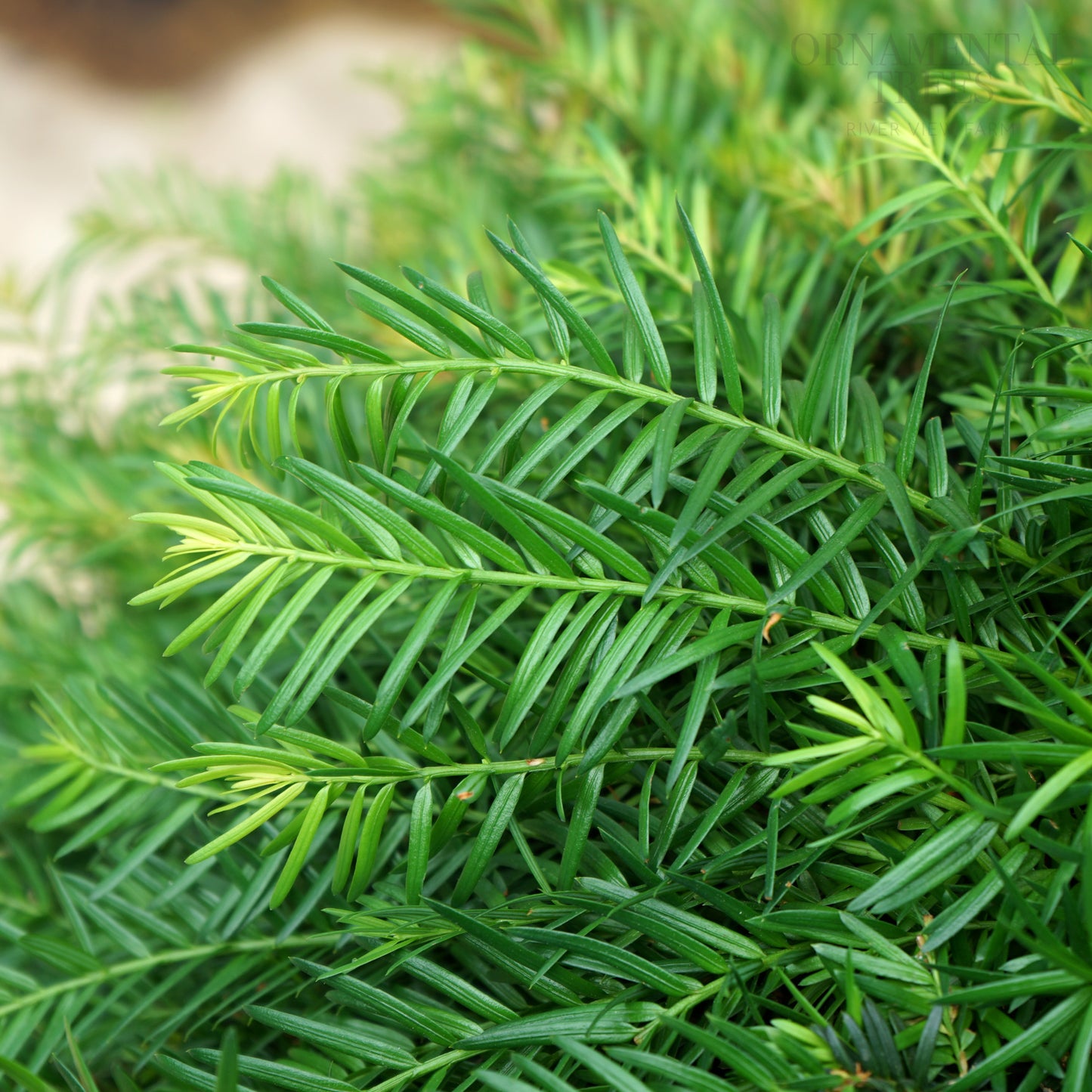 Taxus Baccata 55cm Ball foliage