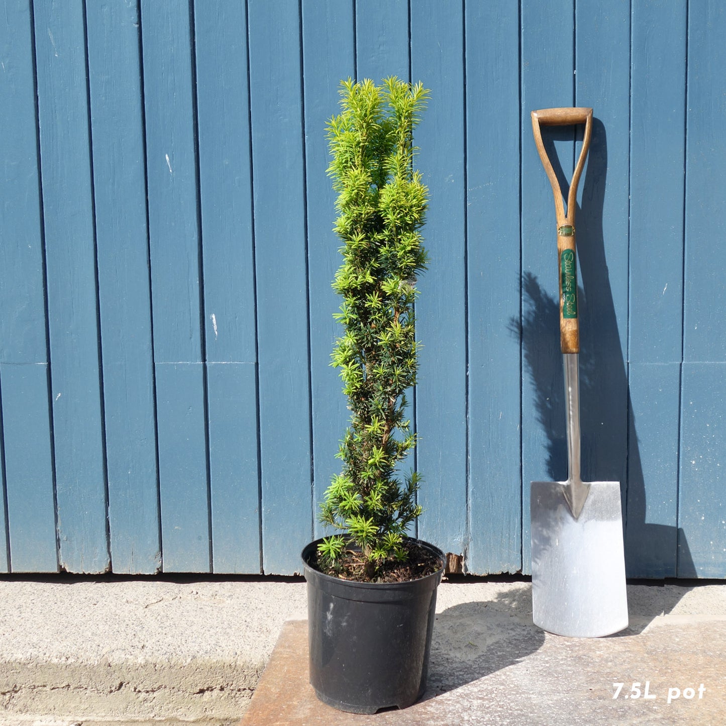 Taxus baccata 'Fastigiata Aurea' upright Yew in 7.5L pot