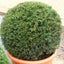 English Yew Taxus baccata topiary ball