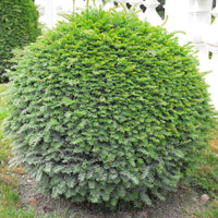 English Yew ball