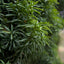 Taxus baccata 'Fastigiata Robusta' Tree