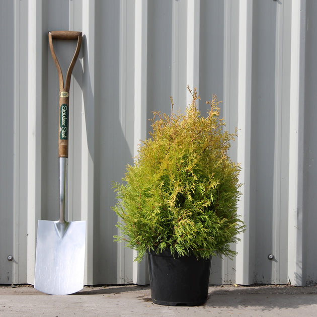 Thuja occidentalis Rheingold 7.5L