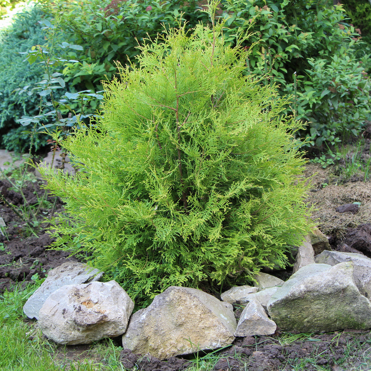 Thuja occidentalis 'Rheingold' Dwarf Cedar | Ornamental Trees