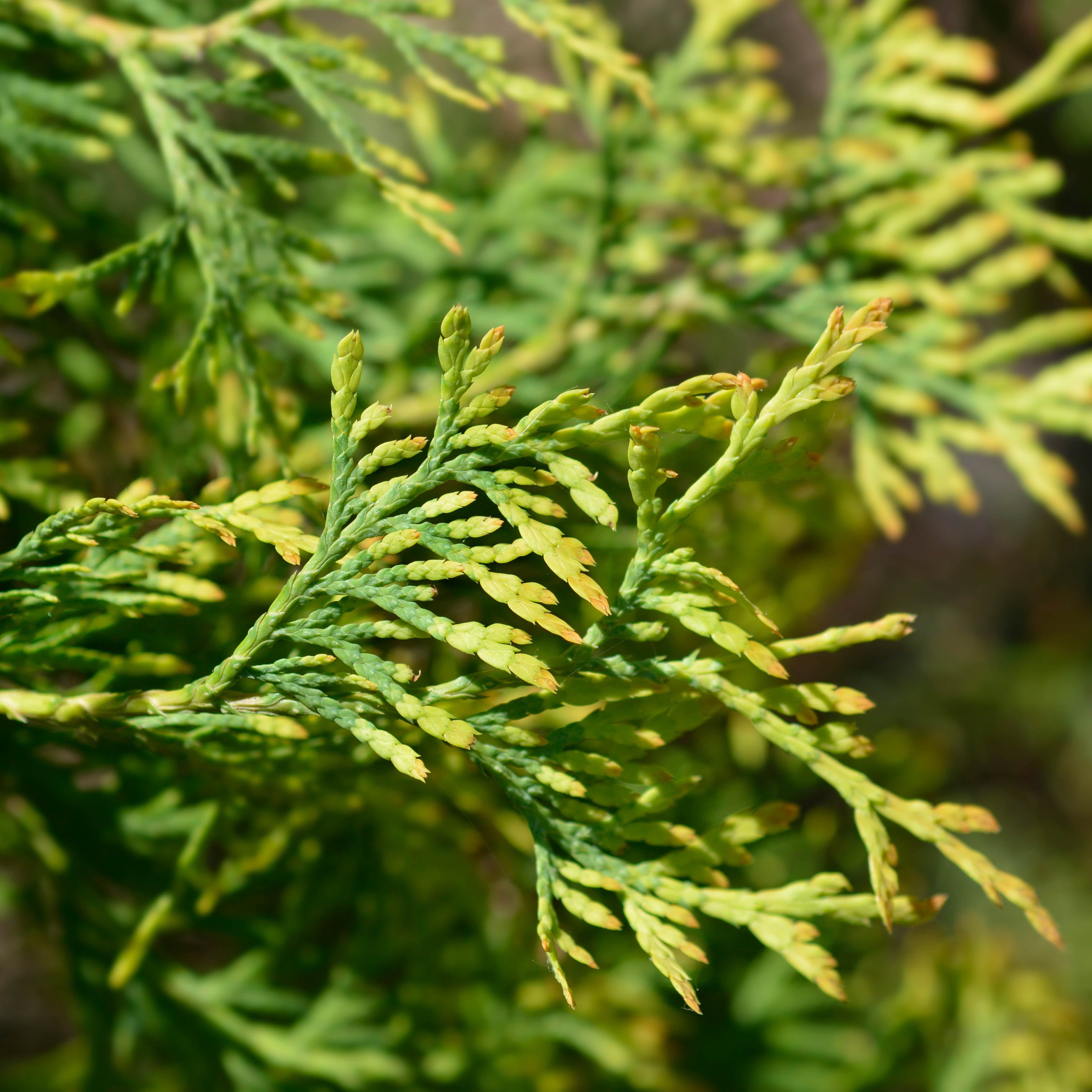 Thuja occidentalis 'Rheingold' Dwarf Cedar | Ornamental Trees