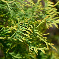 Thuja Reingold 