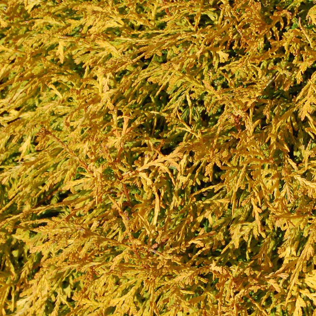 Thuja occidentalis Rheingold 