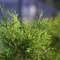 Hedging, 80-100cm height, rootball