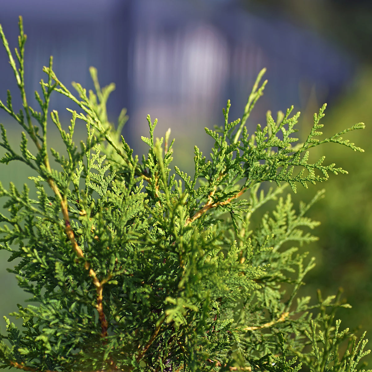 Thuja occidentalis 'Brabant' Hedging