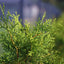 Thuja occidentalis 'Brabant' Hedging