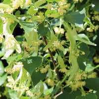 Tilia cordata 'Greenspire' Small Leaved Lime tree