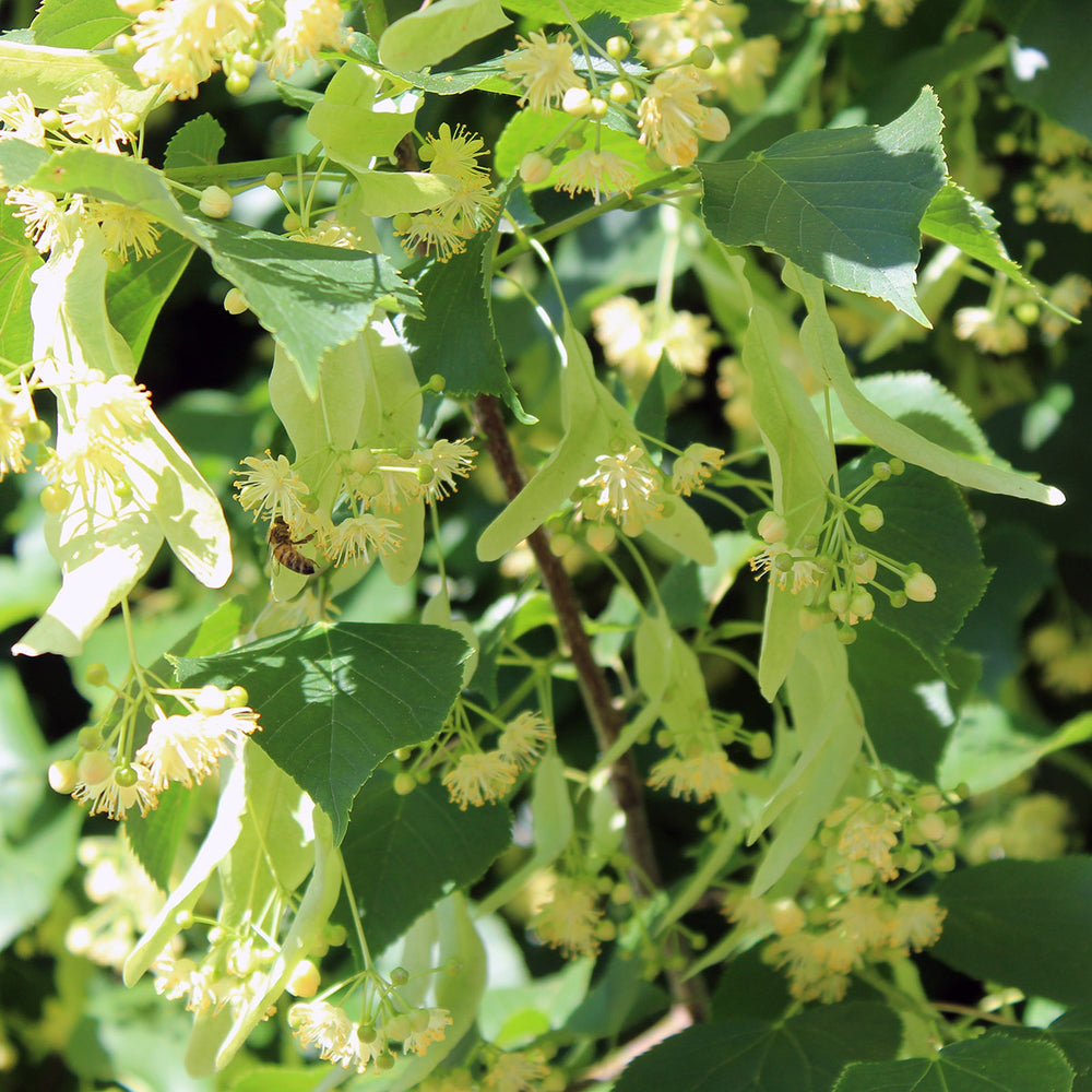 Tilia cordata 'Greenspire' Small Leaved Lime tree