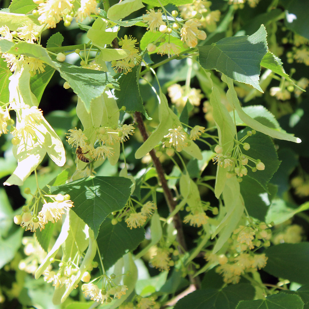 Tilia cordata 'Greenspire' Small Leaved Lime tree