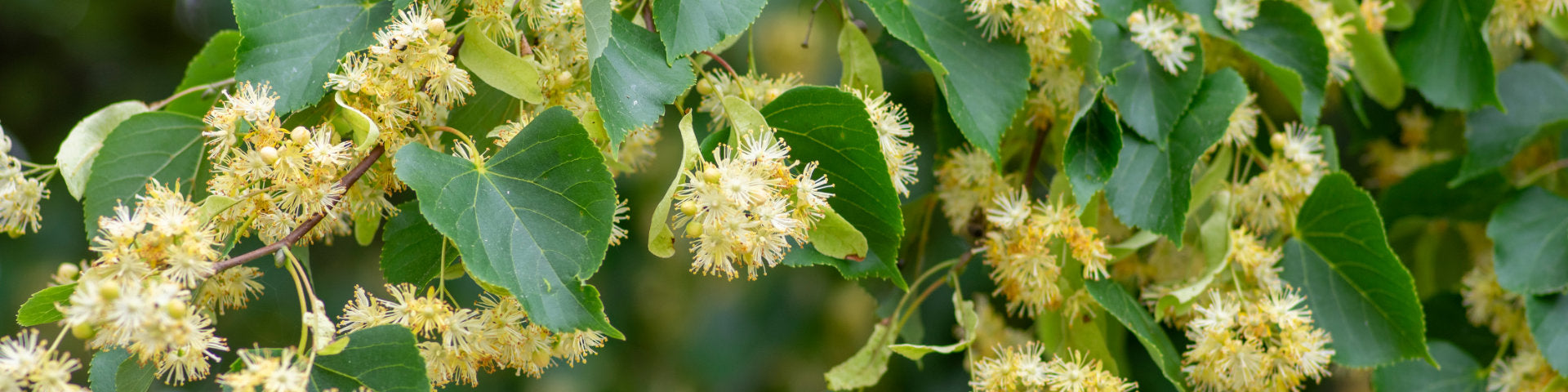 Tilia Lime tree flowers