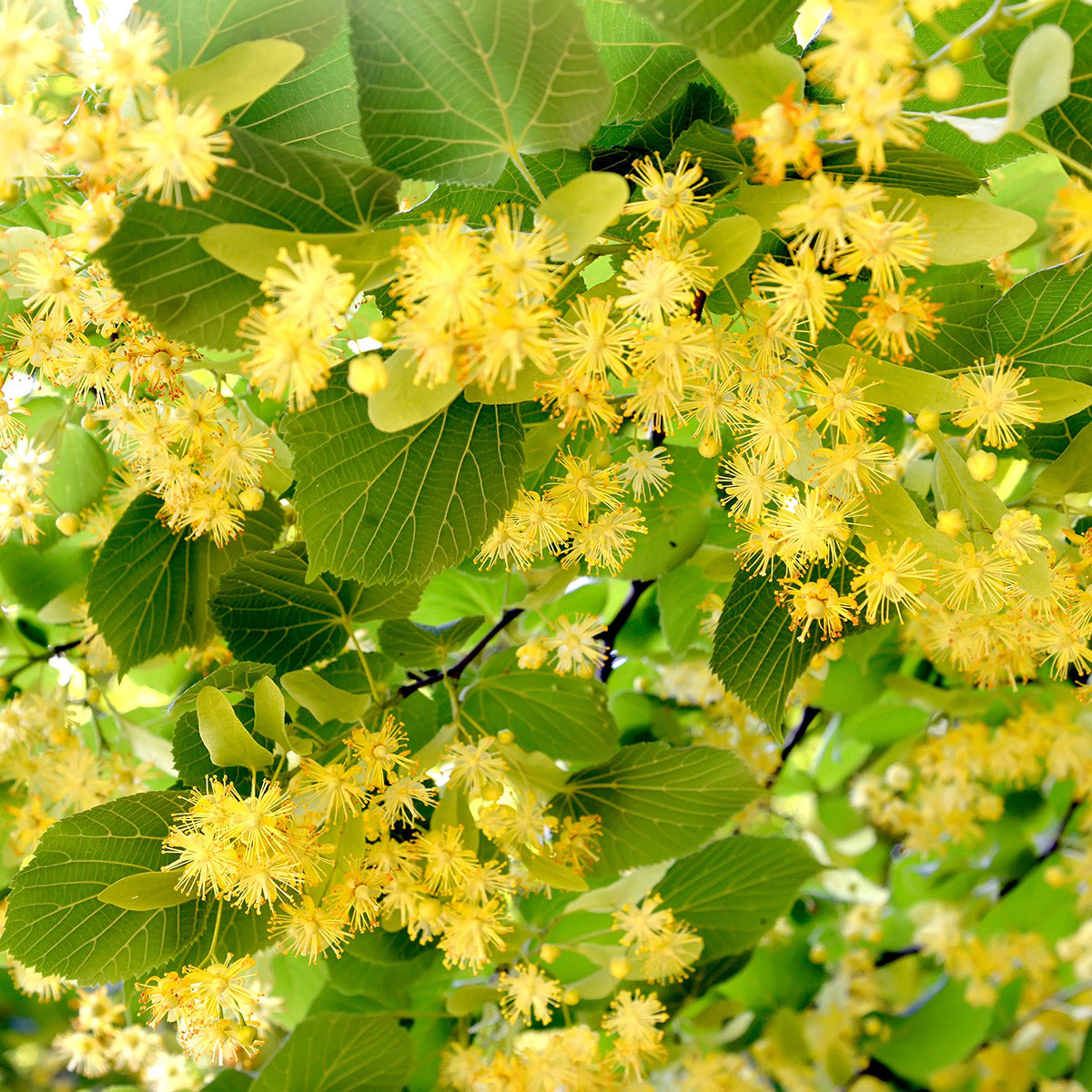 Tilia × europaea Common Lime leaves & flowers