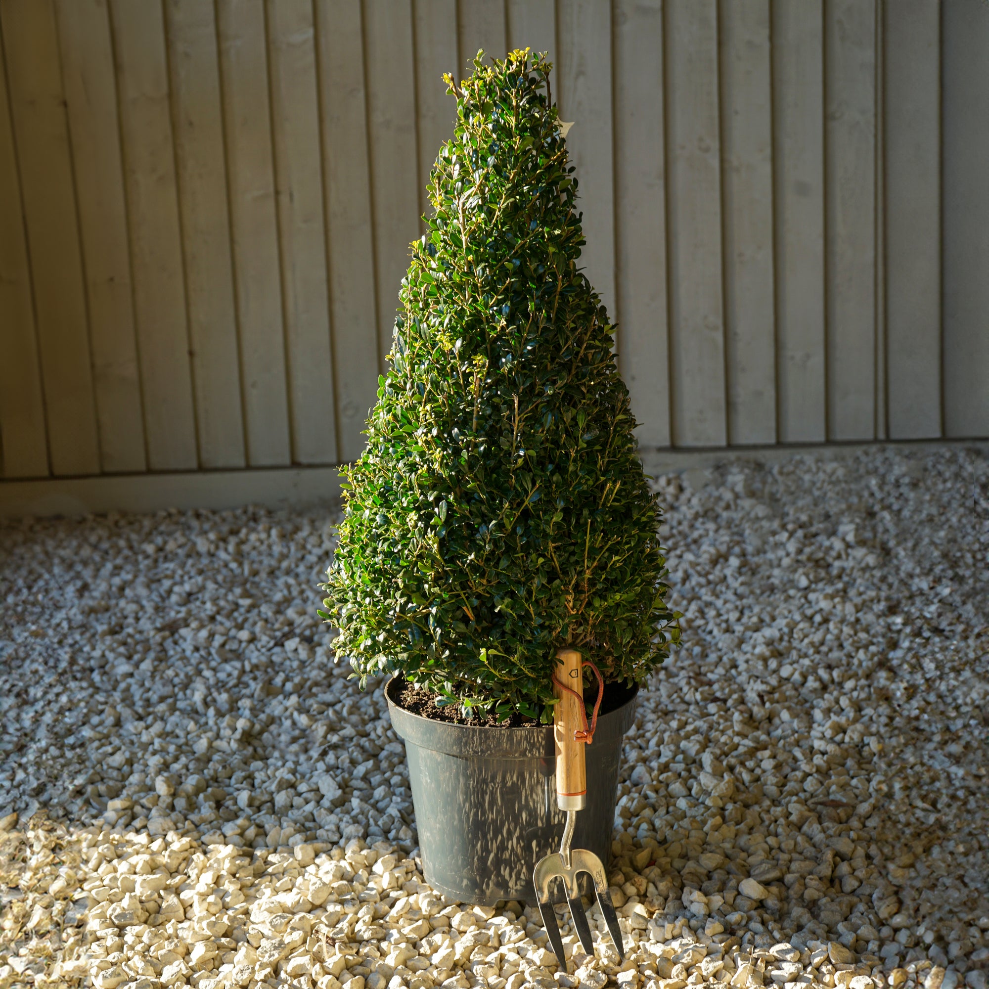 Box Topiary Pyramid | Buxus sempervirens | Ornamental Trees