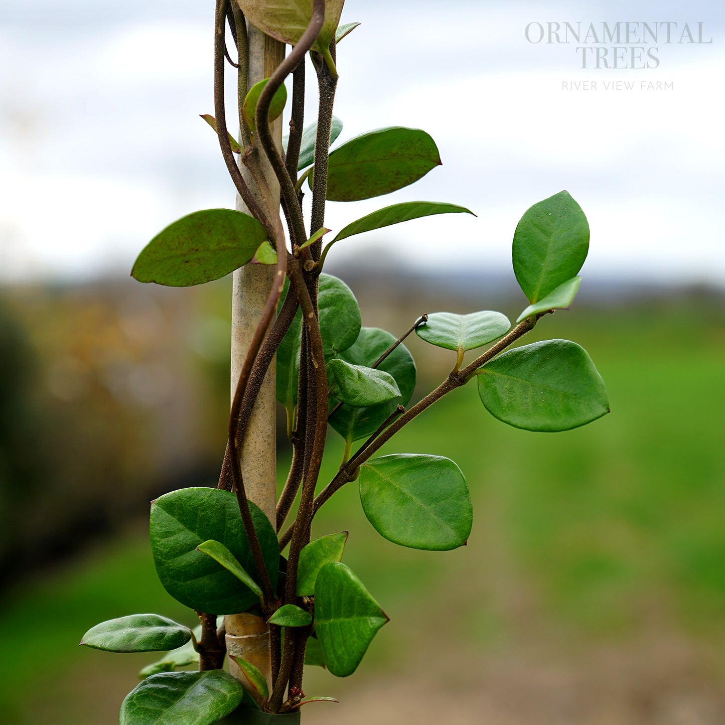 Trachelospermum star of toscana leaves