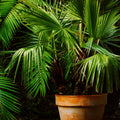 Bush, 75-100cm, 10L pot