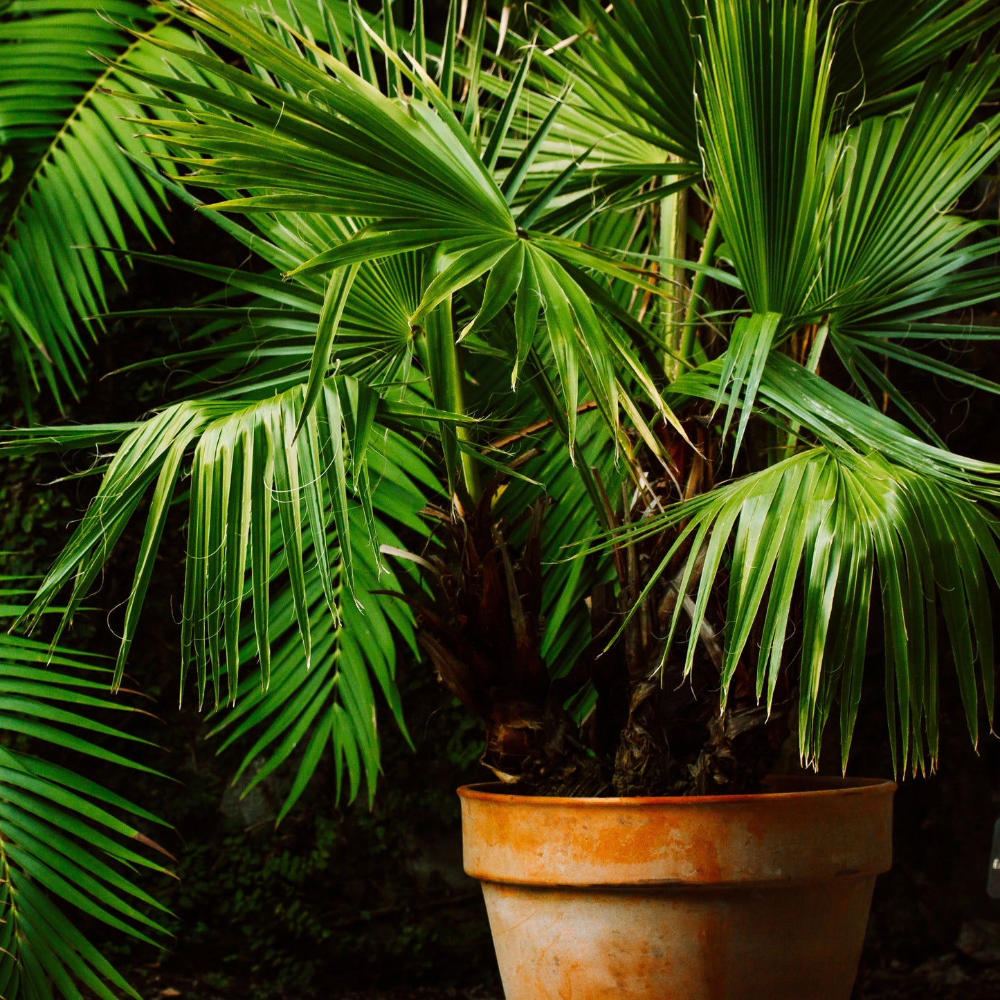 Trachycarpus fortuneii tree