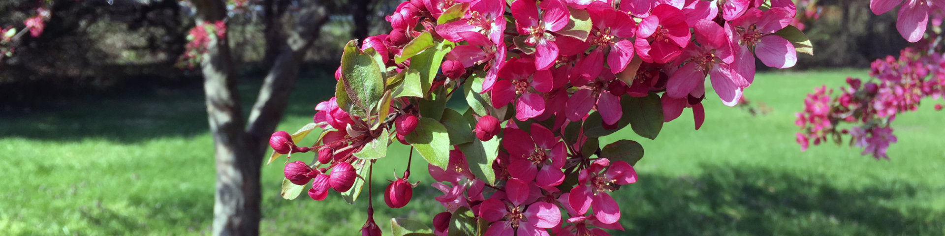 Trees for clay soil banner