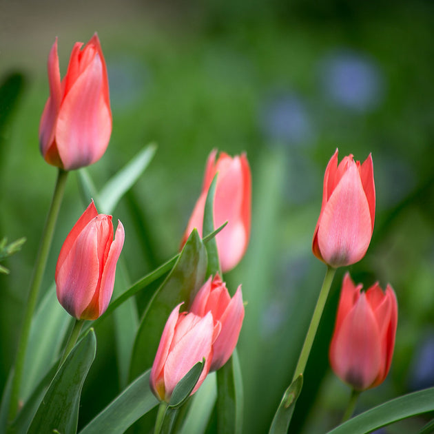 Tulip 'Toronto' bulbs