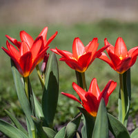 Tulip 'Scarlet Baby' flowers