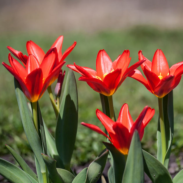 Tulip 'Scarlet Baby' flowers