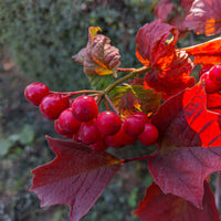 Viburnum opulus autumn colour & berries