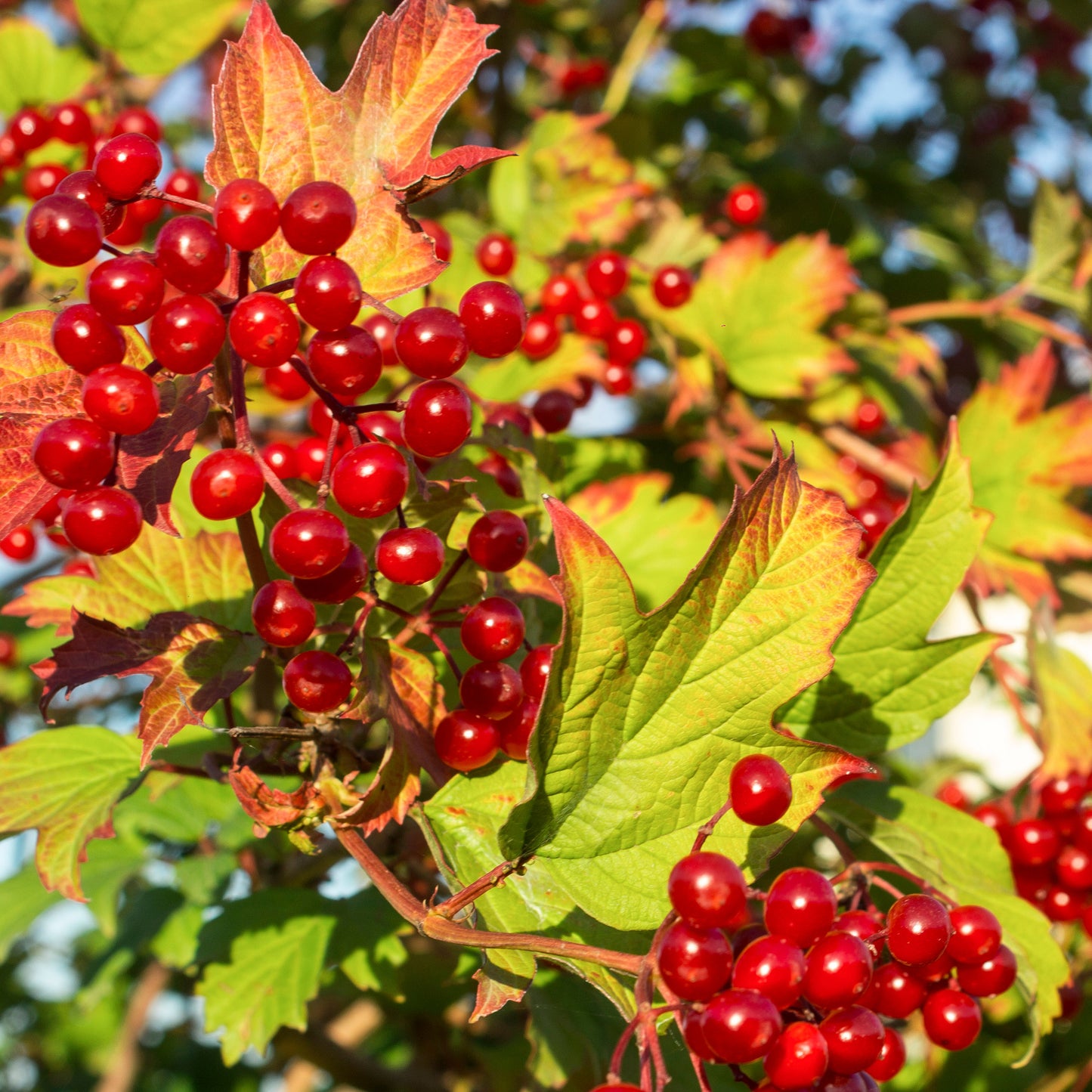 Viburnum Opulus berries