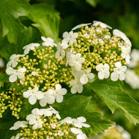 Viburnum Opulus flowers