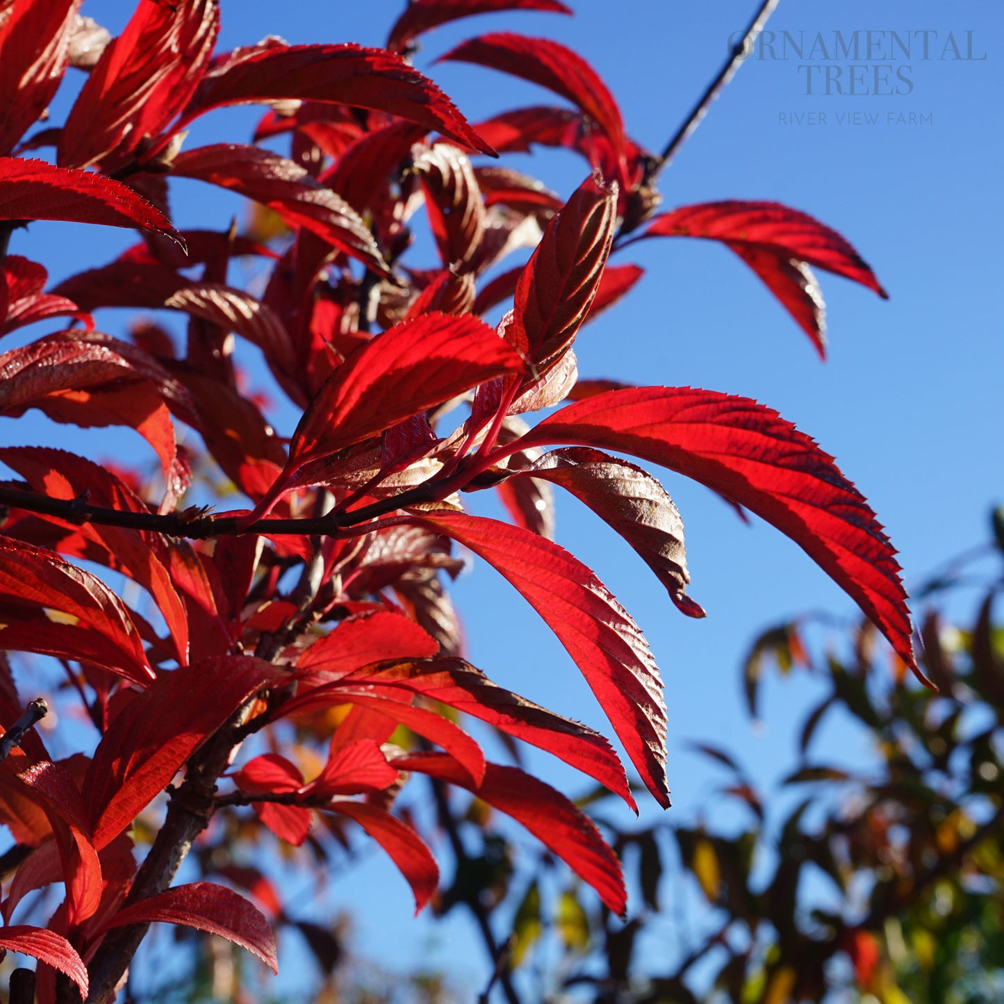 Viburnum Charles Lamont Autumn