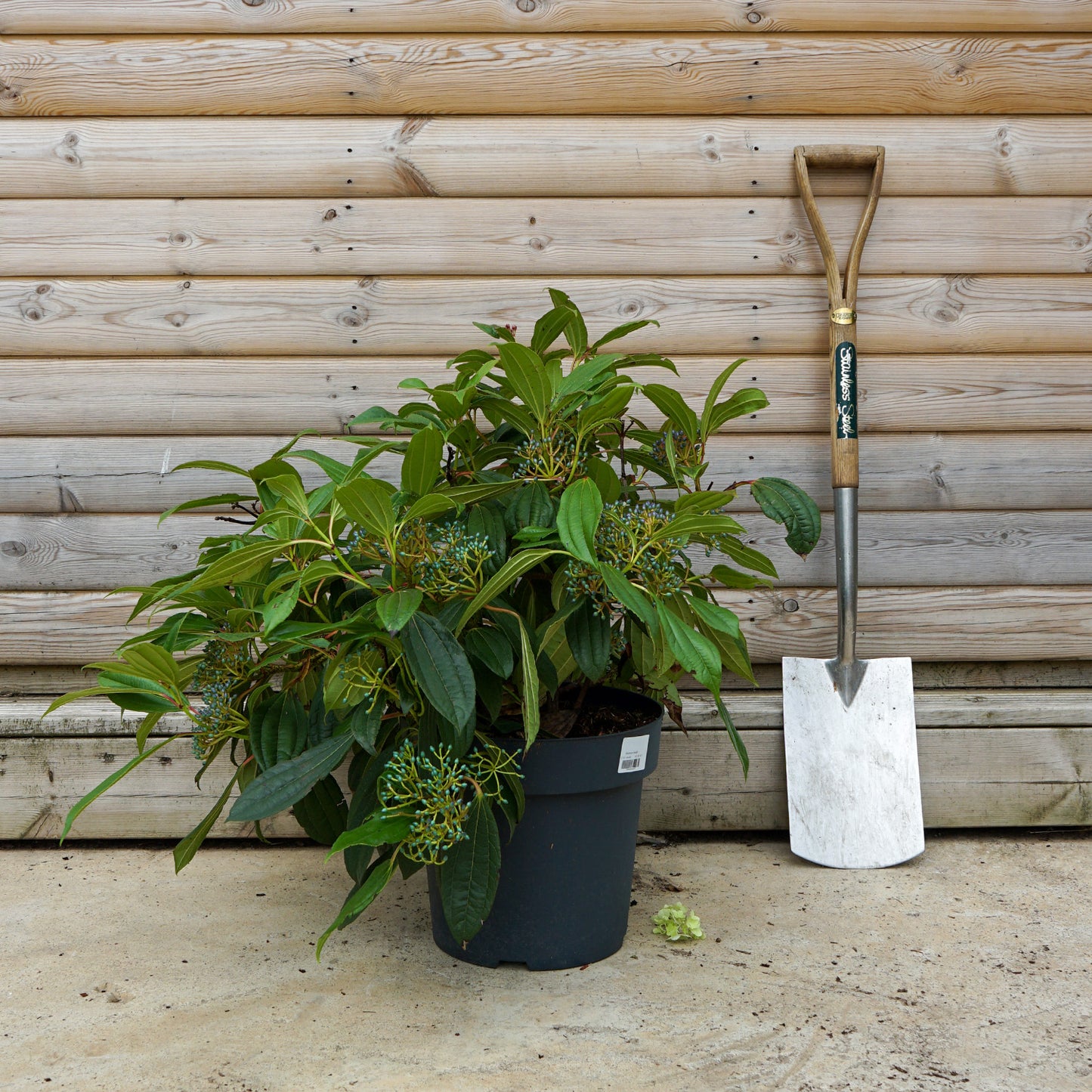 Viburnum Davidii 12L pot 